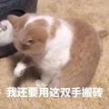 爱吃猫猫头头像