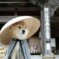 爱吃番茄鱼片头像