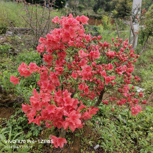 奇花异草园头像