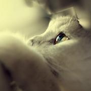 SilenYang的个人资料头像