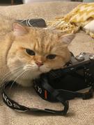 咸鱼蘇的个人资料头像