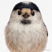 叽叽喳喳咕咕嘎嘎的个人资料头像