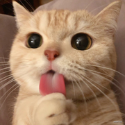 梦里没有结局的个人资料头像