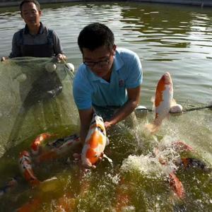 陈阳🐠江西观赏鱼🐟头像