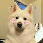 卡卡哥815的个人资料头像