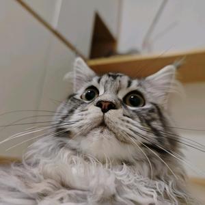 猫meme小故事头像