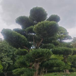 剁手研究所头像