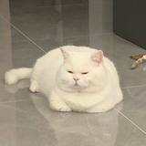 不想说话2388头像