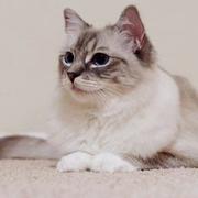 云端迢迢的个人资料头像