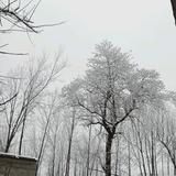 苗春头像