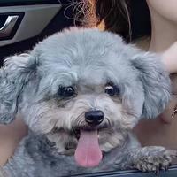 好似三月春风头像