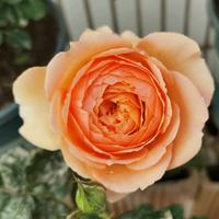 君子兰1236288头像