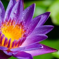 活泼饼干21Nyl头像