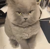 阿猫343头像