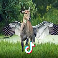 清闲的奶茶Gr7头像