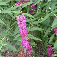 兵兵83294677头像