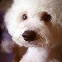 大爱宠宠控头像