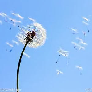 家用中央空调解决专家头像