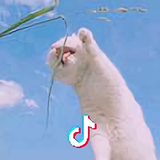 Sail🐈头像