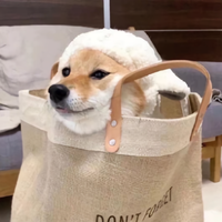 那一抹阳光918头像