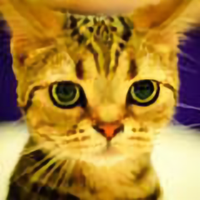 言言言凡凡凡头像