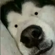 Dreamsmall头像