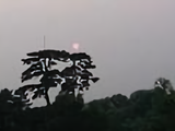 大树7890头像