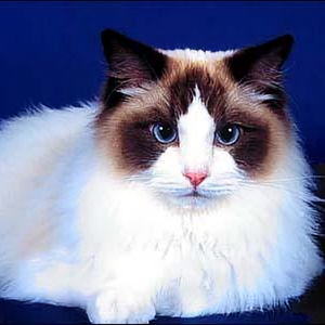 呵呵额音乐头像