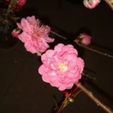 中西炒饭头像