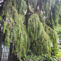 聪颖溪流3x1头像