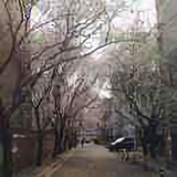 尘缘如梦6477头像