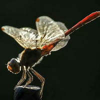 恋旧274786274头像