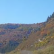 青藤缠头像