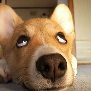 北漂的小李和辛姐头像