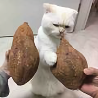养只金毛叫香蕉头像