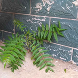 sid10229549934头像