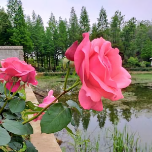 种花南山下头像