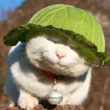 hello-猫头像