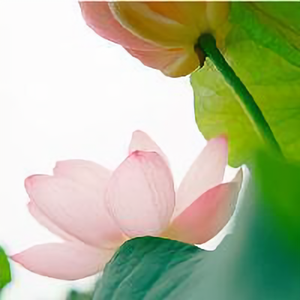 哲宇老师头像
