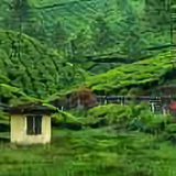 欣欣向荣23491头像