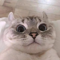 一个人看两个人的天光头像