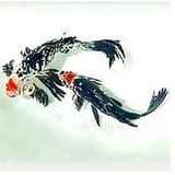 黑凤鲤头像