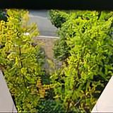 含笑小酌农药头像