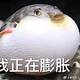 丹丹的木白头像