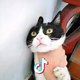 栖丷头像
