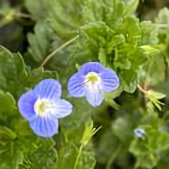 减肥中的花胖子头像