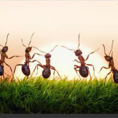 五只小蚂蚁头像