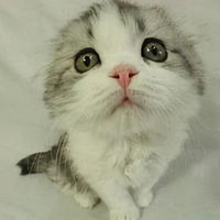 飞哥不会飞头像