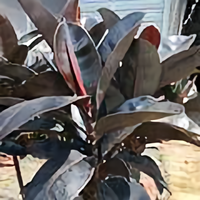 大唐颂经人头像