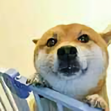 没事吱个声头像